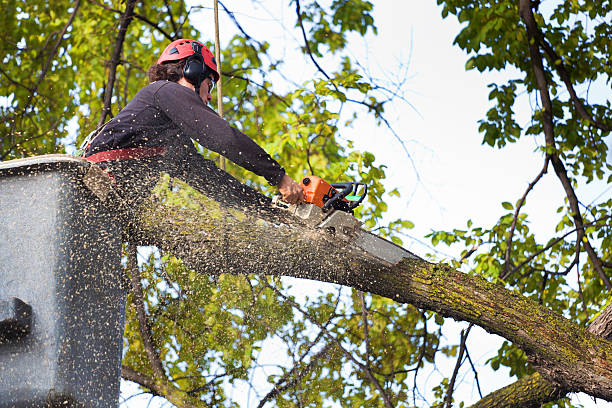 How Our Tree Care Process Works  in  Blair, WI