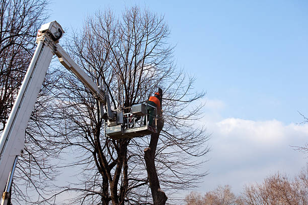 Landscape Design and Installation in Blair, WI